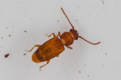 Laemophloeidae