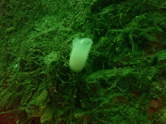 Ascidia paratropa