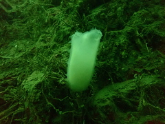 Ascidia paratropa