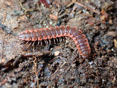 Pseudopolydesmus erasus