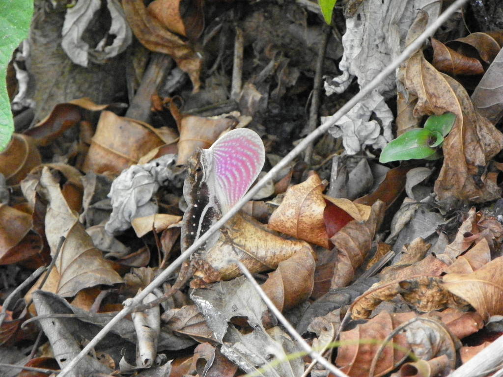 False Clouded Anole