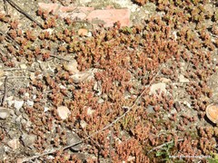 Sedum cespitosum