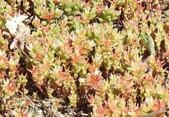 Sedum cespitosum
