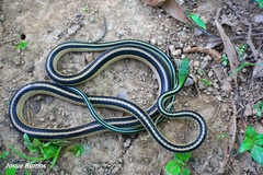 Striped Lowland Snake photo 4