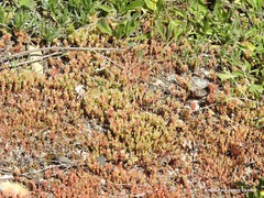 Sedum cespitosum