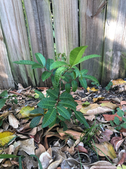 Schinus terebinthifolia