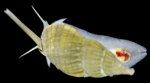 Nassarius gaudiosus observed 2017-05-25