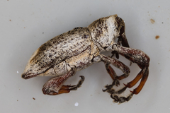 Orthorhinus