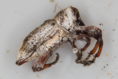 Orthorhinus