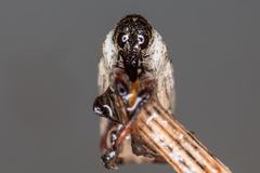 Orthorhinus