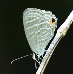 Jamides celeno aelianus