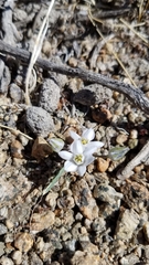 Muilla coronata