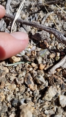 Muilla coronata