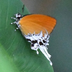 Eooxylides tharis distanti