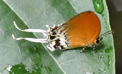 Eooxylides tharis distanti