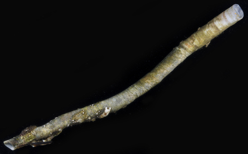 Vermetus alii, 2017-05-25