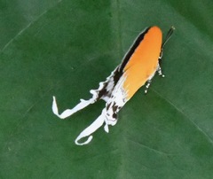 Eooxylides tharis distanti