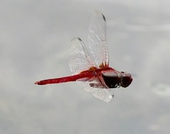 Urothemis signata insignata