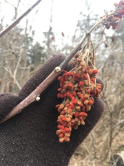 Rhus × borealis