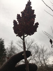 Rhus × borealis