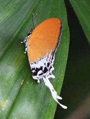 Eooxylides tharis distanti