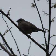 Passer domesticus domesticus