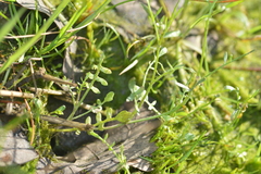 Planodes virginicum