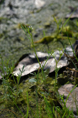 Planodes virginicum