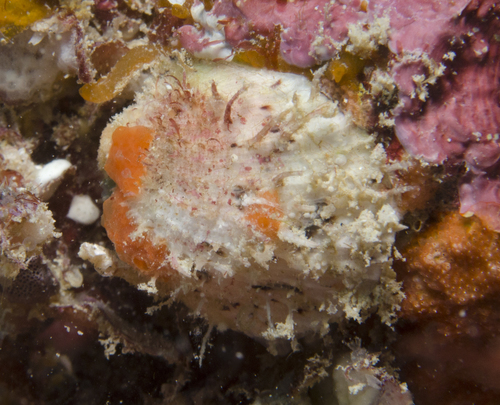 Spondylus observed 2017-05-26