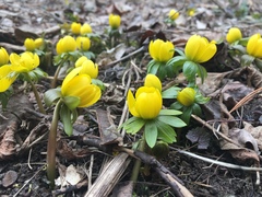 Eranthis hyemalis