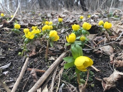 Eranthis hyemalis