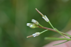 Planodes virginicum