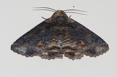 Pericyma cruegeri
