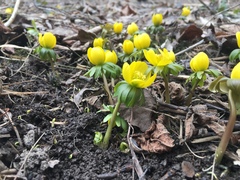 Eranthis hyemalis