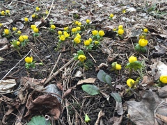 Eranthis hyemalis