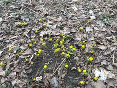 Eranthis hyemalis