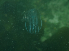 Bolinopsis microptera