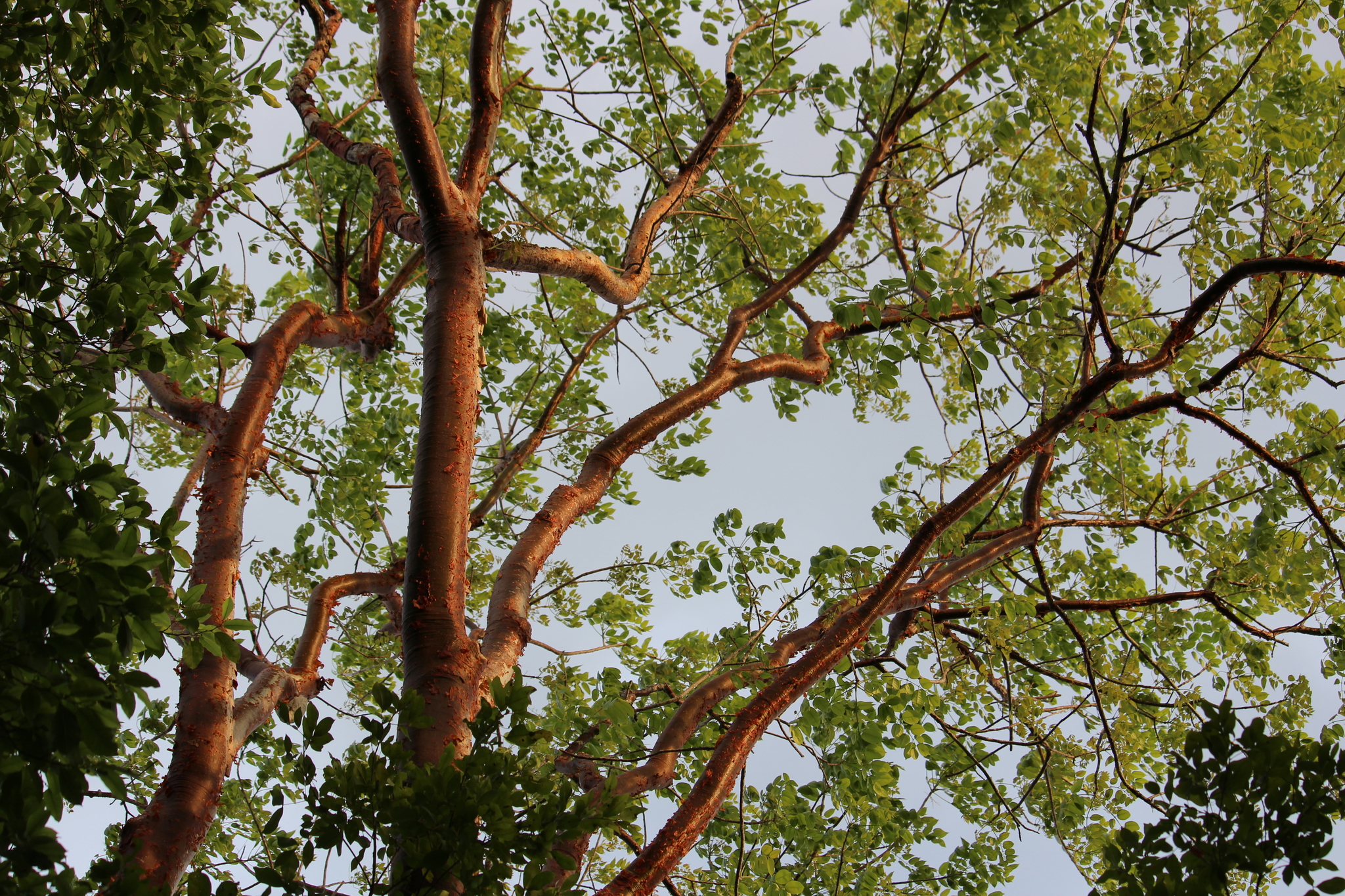 gumbo-limbo, copperwood, chaca, turpentine tree (Bursera simaruba