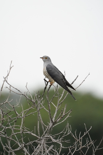 Oriental Cuckoo, Hyperion Place, Willow Vale, QLD, AU, photo 9 of 10