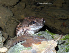 Rana italica