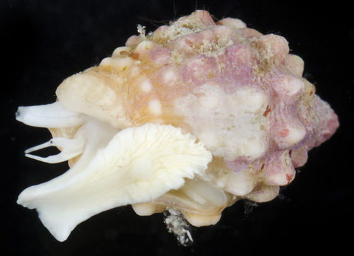 Vexillum cancellarioides observed 2017-05-26