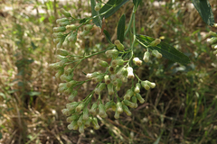 Baccharis punctulata