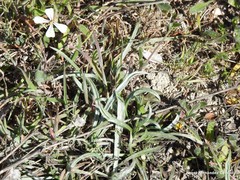 Pilosella castellana