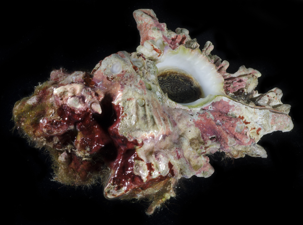 Chicoreus insularum