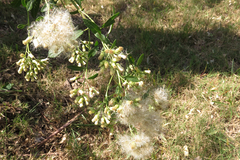 Baccharis punctulata