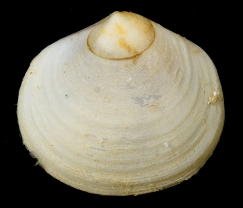 Semele australis observed 2017-05-26