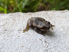 Litoria quiritatus
