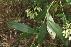 Baccharis punctulata