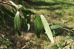 Baccharis punctulata