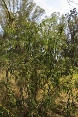 Baccharis punctulata